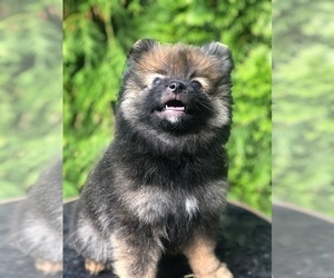 Pomeranian Puppy for sale in BRICK, NJ, USA