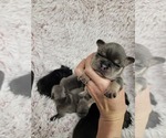 Small Photo #1 French Bulldog Puppy For Sale in BLANDON, PA, USA
