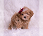 Small Photo #57 Maltipoo (Miniature) Puppy For Sale in WARSAW, IN, USA