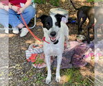 Small #19 Retriever  Mix