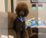 Small Photo #1 Poodle (Standard) Puppy For Sale in HEFLIN, AL, USA
