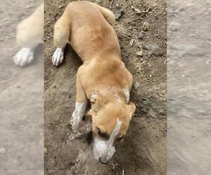 Labrador Retriever-Unknown Mix Dogs for adoption in San Antonio, TX, USA