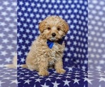 Small Photo #2 Pookimo Puppy For Sale in QUARRYVILLE, PA, USA