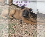 Small Photo #6 Belgian Malinois Puppy For Sale in PEYTON, CO, USA