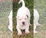 Small Photo #2 American Bandogge Puppy For Sale in TOMBALL, TX, USA