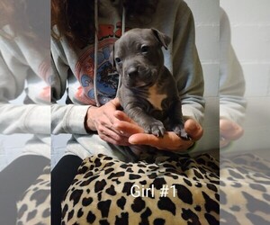 American Pit Bull Terrier Puppy for sale in MASSILLON, OH, USA