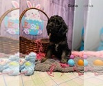 Small #2 Cock-A-Poo
