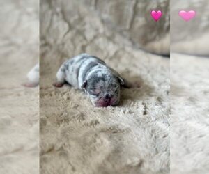 French Bulldog Puppy for Sale in PLEASANTON, California USA