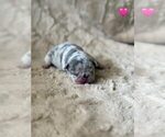 Small French Bulldog