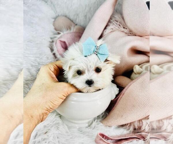 Medium Photo #3 Maltese Puppy For Sale in PEMBROKE PINES, FL, USA