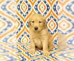Small Photo #4 Golden Retriever Puppy For Sale in HAVILAND, OH, USA