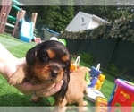 Small Photo #17 Australian Shepherd-Cavalier King Charles Spaniel Mix Puppy For Sale in HOWLAND, OH, USA