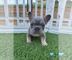 Puppy Puppy 8 French Bulldog