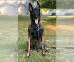 Small Photo #1 Belgian Malinois Puppy For Sale in NORTH BROOKFIELD, MA, USA