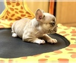 Small #13 French Bulldog