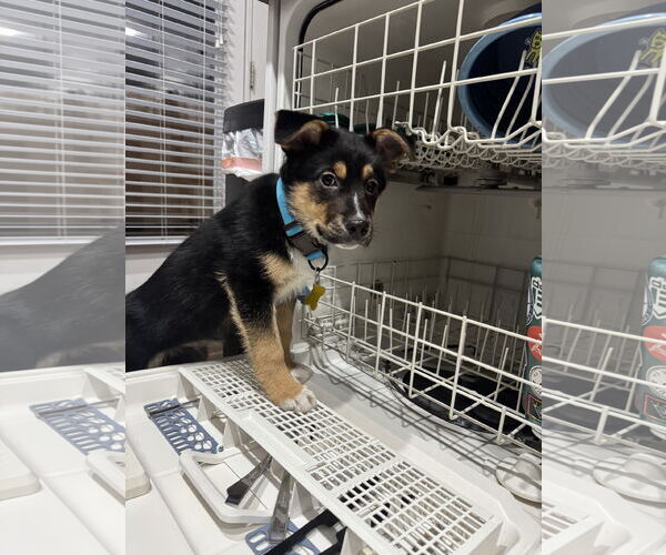 Medium Photo #4 German Shepherd Dog-Unknown Mix Puppy For Sale in Sandy, UT, USA