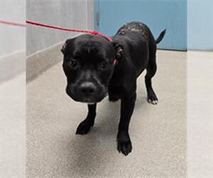 Staffordshire Bull Terrier-Unknown Mix Dogs for adoption in Las Vegas, NV, USA