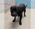 Small Staffordshire Bull Terrier Mix