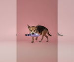 Small #1 Chihuahua Mix