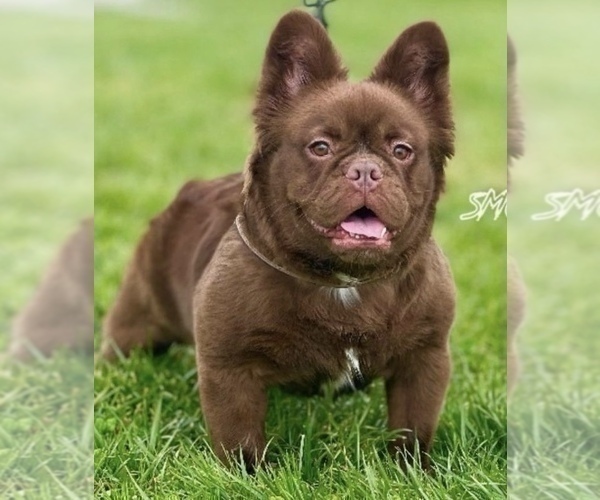 Medium Photo #1 French Bulldog Puppy For Sale in SANTA MONICA, CA, USA