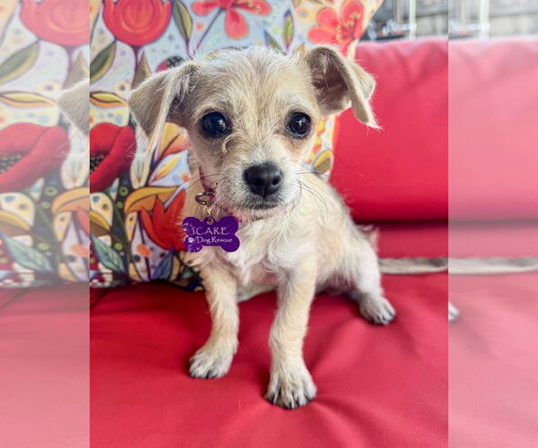 Medium Photo #2 Chihuahua-Unknown Mix Puppy For Sale in Corona, CA, USA