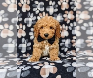 Poodle (Miniature) Puppy for sale in QUARRYVILLE, PA, USA