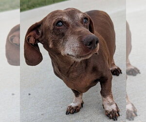 Cooper in NY - Male Dachshund Dog for Adoption - Photo #6