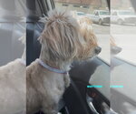Small #2 Shih Tzu Mix