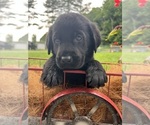Small #2 Labrador Retriever