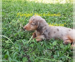 Dachshund Puppy for sale in CUTLER BAY, FL, USA