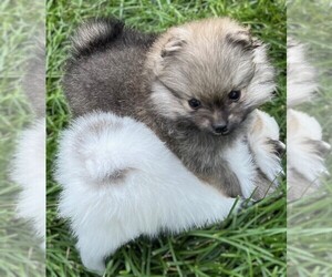 Pomeranian Puppy for sale in LISLE, IL, USA
