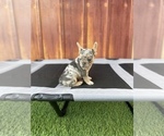 Small Photo #30 French Bulldog Puppy For Sale in OCEANSIDE, CA, USA