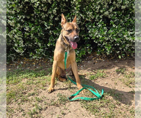 Medium Photo #1 German Shepherd Dog Puppy For Sale in Ocala, FL, USA