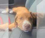 Small #1 Mutt