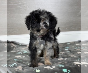 Bernedoodle Puppy for Sale in WOLCOTT, Indiana USA