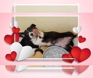 Pembroke Welsh Corgi Puppy for sale in GALLEGOS, NM, USA