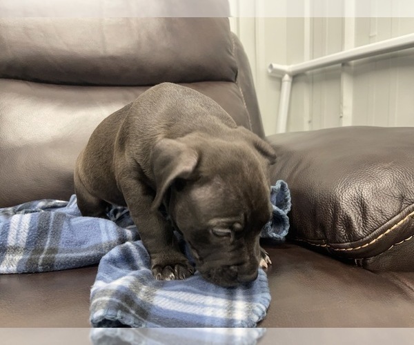 Medium Photo #23 American Bully Puppy For Sale in REESEVILLE, WI, USA