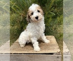 Small Photo #3 Poodle (Miniature) Puppy For Sale in MIDDLEBURY, IN, USA