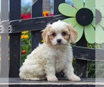 Small Photo #2 Bichon Frise-Cavachon Mix Puppy For Sale in GORDONVILLE, PA, USA