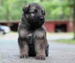 Small #39 German Shepherd Dog