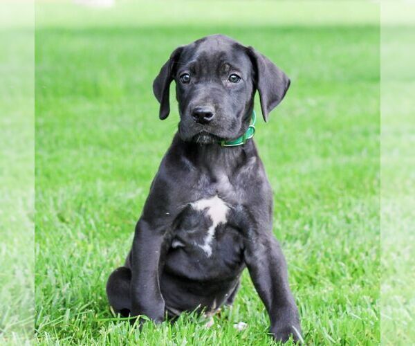 Medium Photo #1 Great Dane Puppy For Sale in LITITZ, PA, USA