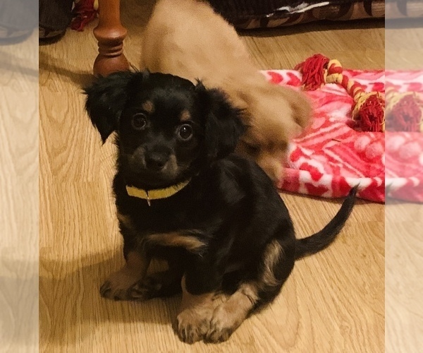 Medium Photo #2 Chiweenie Puppy For Sale in OMAHA, NE, USA