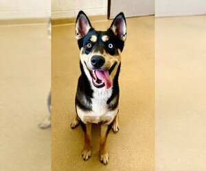 Australian Kelpie-Unknown Mix Dogs for adoption in Derwood, MD, USA