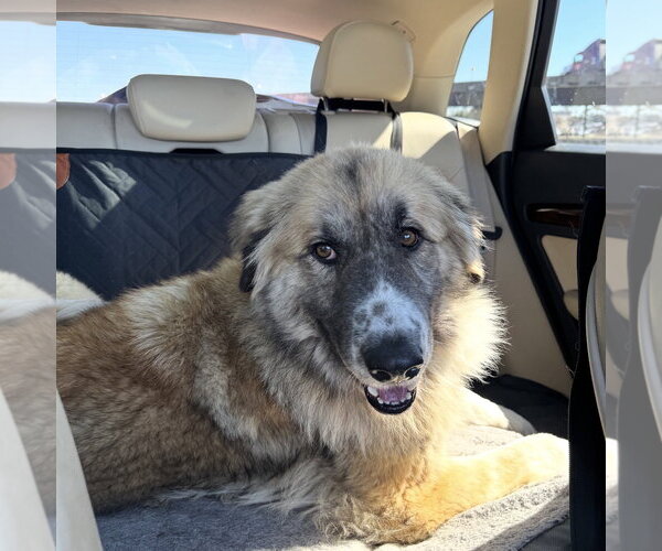 Medium Photo #10 Anatolian Shepherd-Unknown Mix Puppy For Sale in Houston, TX, USA