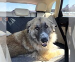 Small #9 Anatolian Shepherd Mix