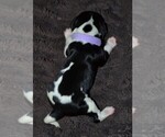 Small Photo #12 English Springer Spaniel Puppy For Sale in LITCHFIELD, MN, USA
