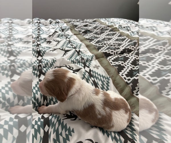 Medium Photo #1 Brittany Puppy For Sale in ROCHESTER, NY, USA