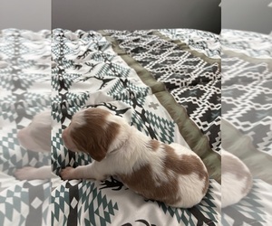 Brittany Puppy for sale in ROCHESTER, NY, USA