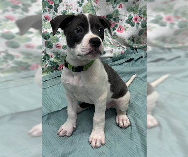 Medium Photo #1 American Bulldog-Unknown Mix Puppy For Sale in Wetumpka, AL, USA