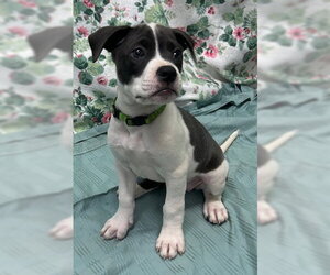 American Bulldog-Unknown Mix Dogs for adoption in Wetumpka, AL, USA